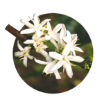 white flowers of coffee bush on a branch