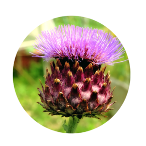 Flower of an artichoke in purple / pink