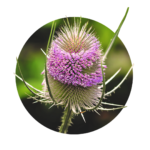 Fiore di teasel selvatico in viola