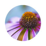 purple flower of sonnenhut with small yellow dots in the center