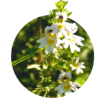 fleurs blanches et jaunes de l'euphraise avec des feuilles vertes