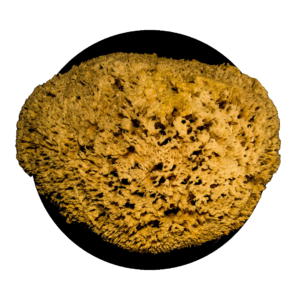 beige round sea sponge