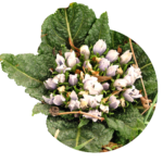 fleur blanche de mandragore avec de grandes feuilles vert foncé