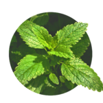 Green leaves of lemon balm