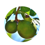 Round fruits of nux vomica in light green, on a branch