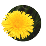 large yellow dandelion flower