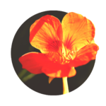 red flower of nasturtium