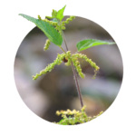 young shoot of stinging nettle with small green leaves