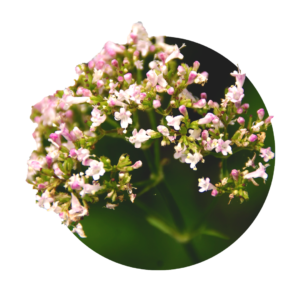 white, light pink small flowers of valerian