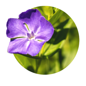 fleur de pervenche bleu-mauve sur fond vert
