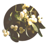 white fruits of mistletoe on a mistletoe branch