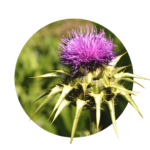 Purple flower of milk thistle with pointed green leaves