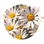 Chamomile flowers, yellow in the center and white petals