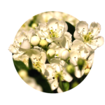 many white flowers of hawthorn