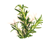 Green rosemary branch against white background