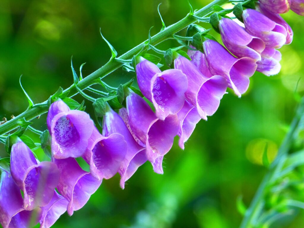 Red foxglove Digitalis purpurea