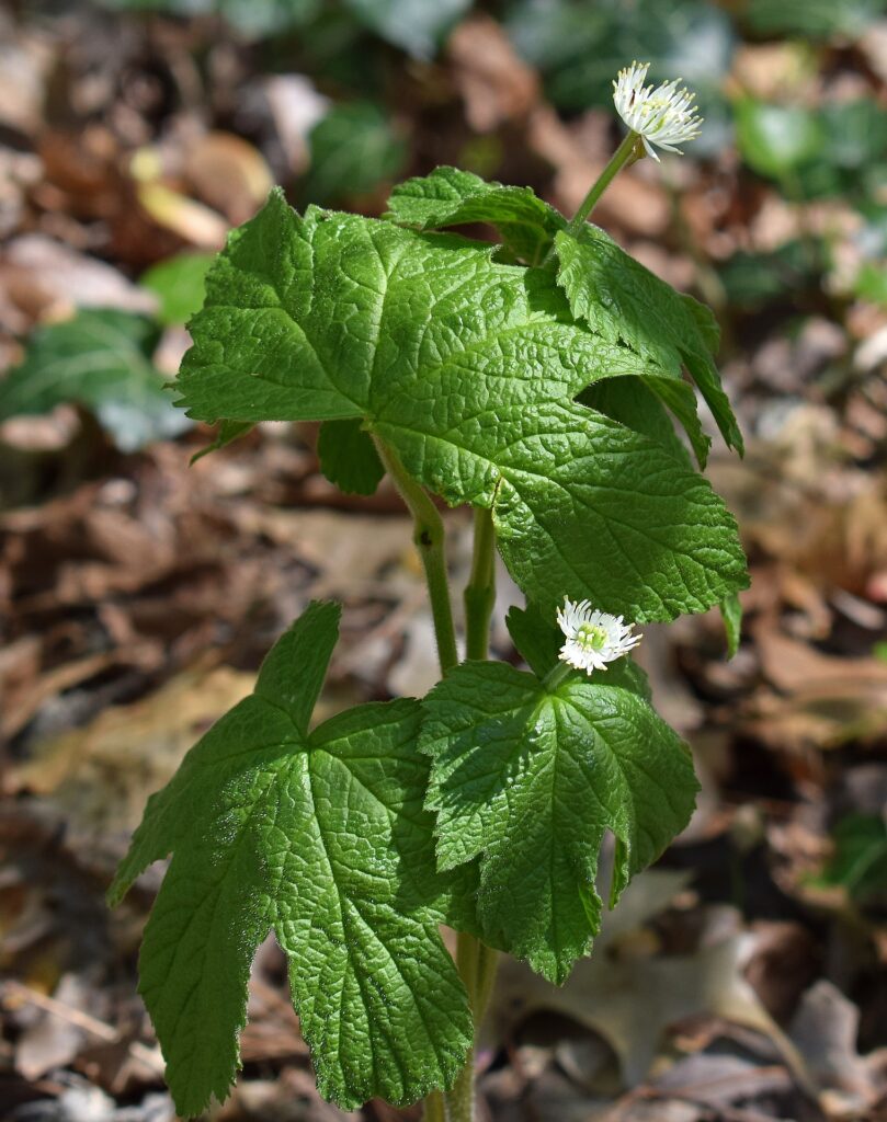 Racine de sceau d'or Hydrastis canadensis