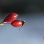 Two rose hips on one branch