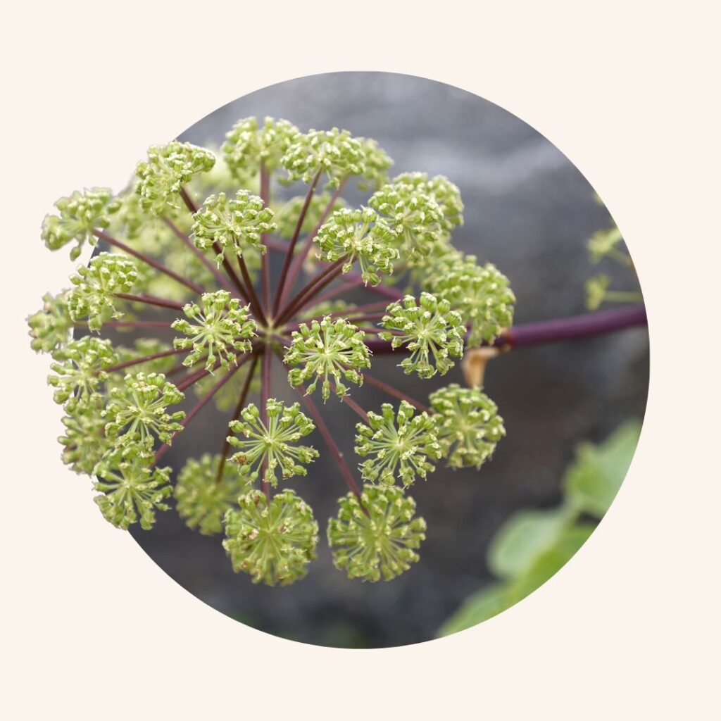 Angelica bubble on a beige background