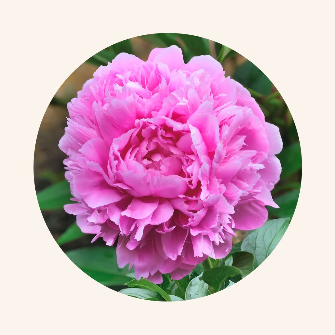 Bubble peony with beige background