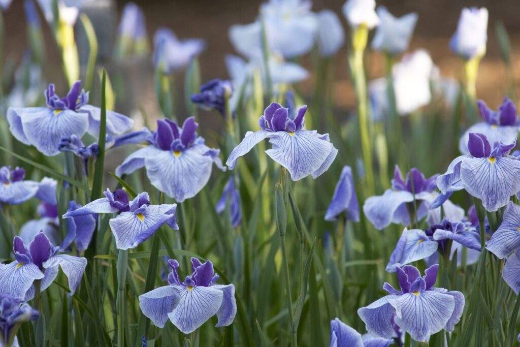 Plusieurs iris dans la nature