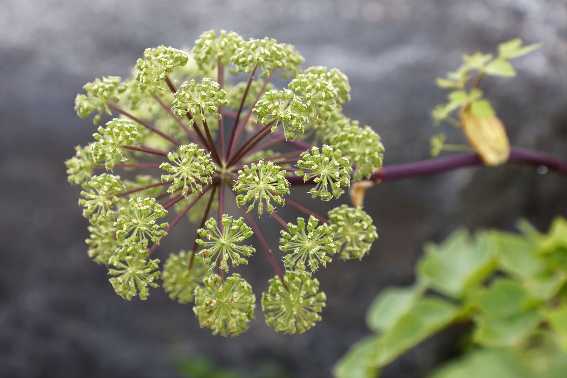 Angelica with small, white leaves