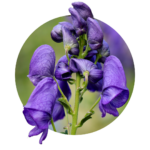 Aconitum napellus