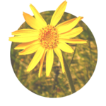 Arnica montana