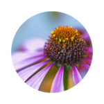 Echinacea