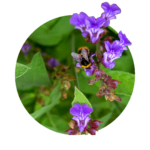 Salvia officinalis