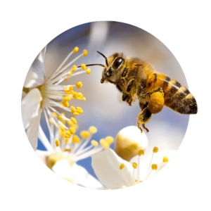 burbuja a la abeja- abeja se sienta en bluet amarillo blanco