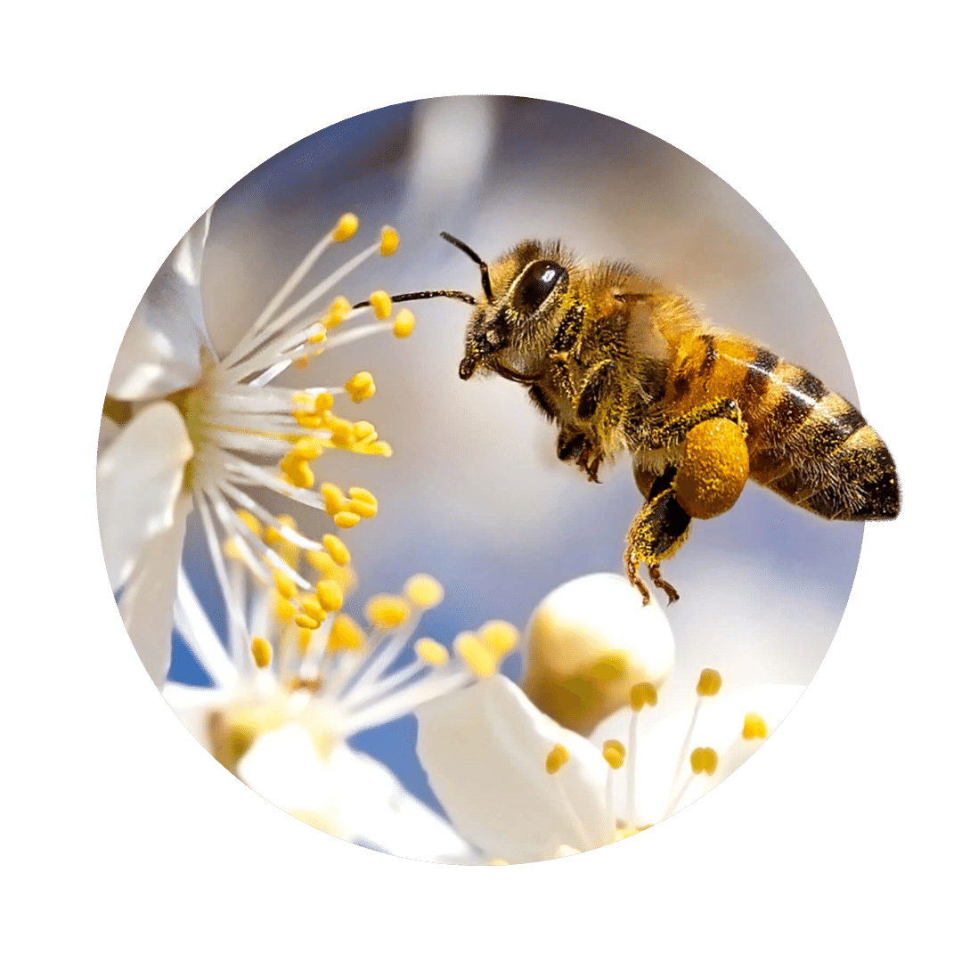 bulle à l'abeille- l'abeille est assise sur une fleur blanche et jaune