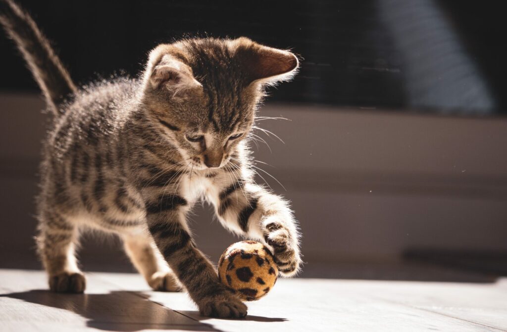 Un chat joue avec une balle