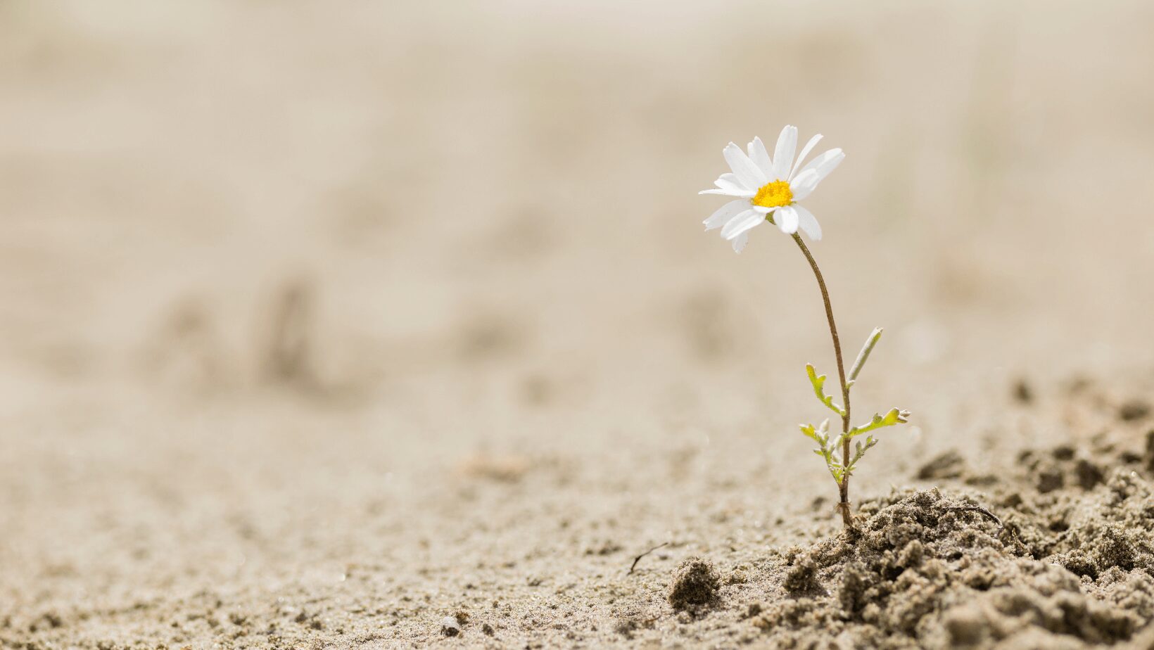 symbole de résilience parce qu'une fleur s'épanouit sur un sol autrement sec et stérile