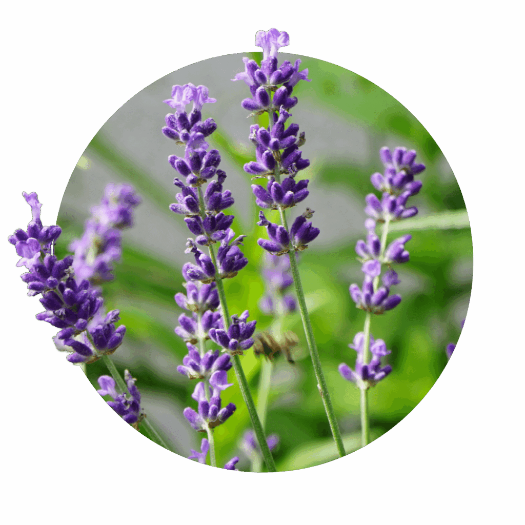 flor en forma de cáliz de color azul púrpura lavanda en un tallo largo verde