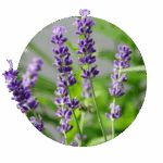 lavender purple blue calyx-like blossom on a green long-stemmed stalk