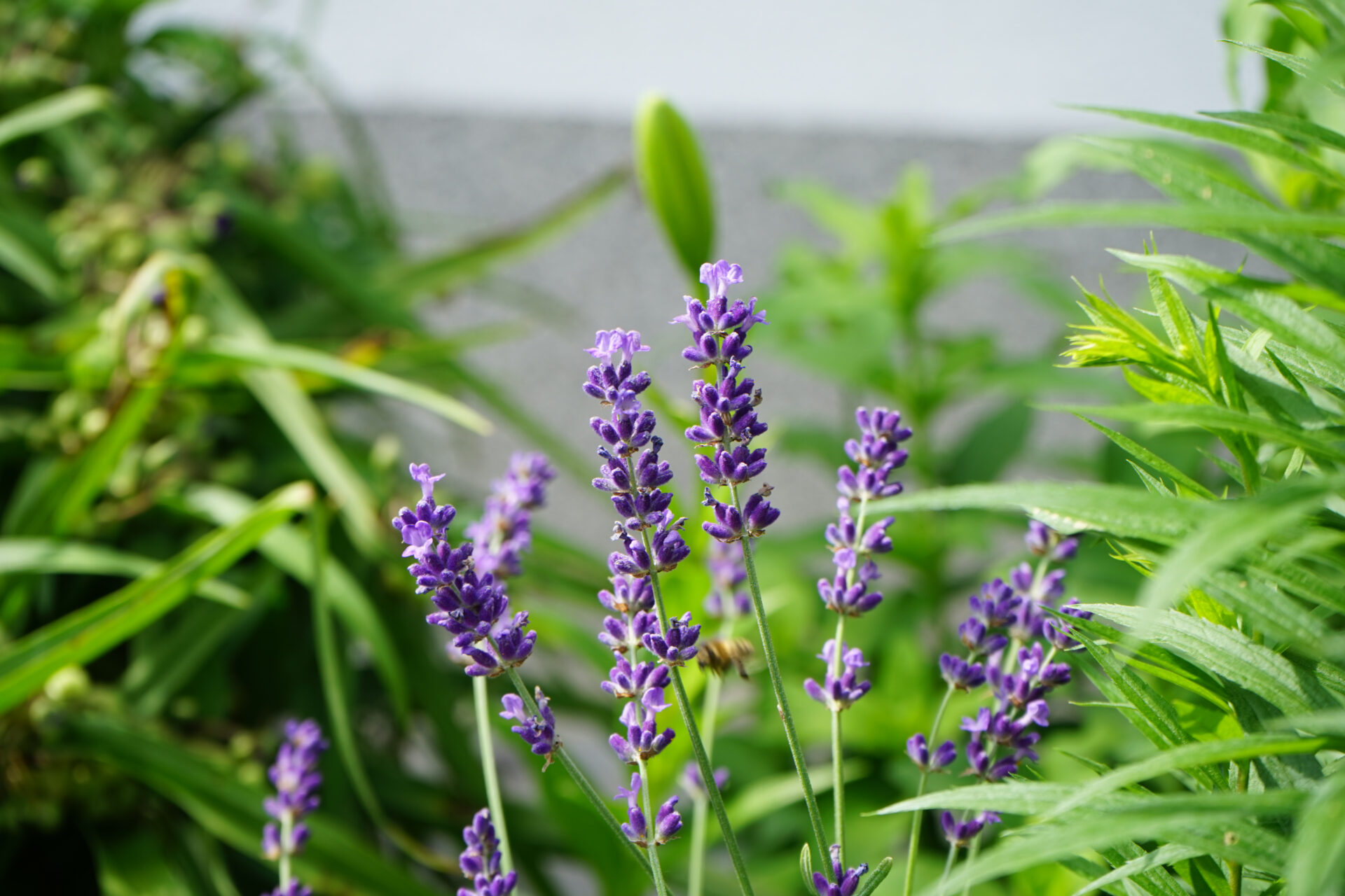 lavendel lila blaue kelchartige bluete an einem gruenen langstieligem stengel