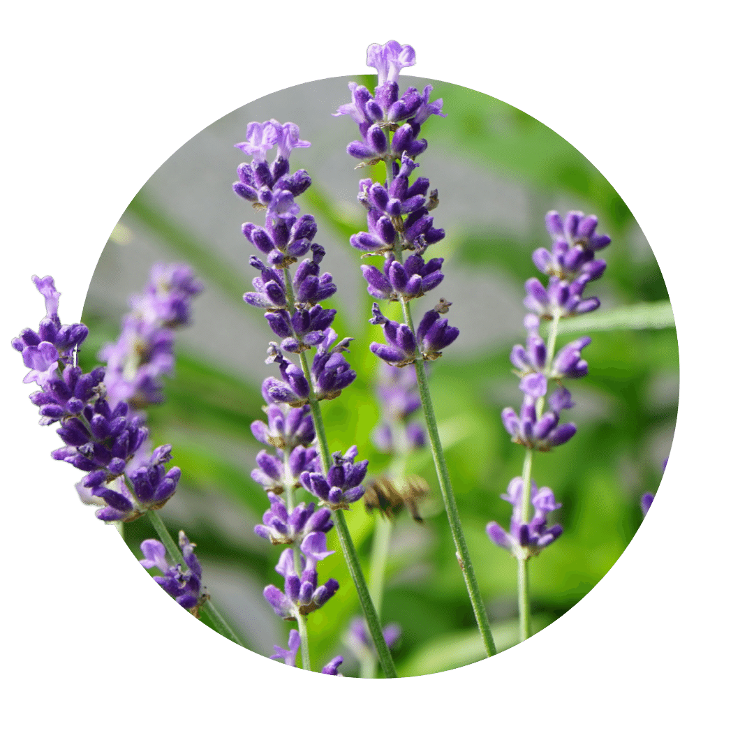 lavender purple blue calyx-like blossom on a green long-stemmed stalk