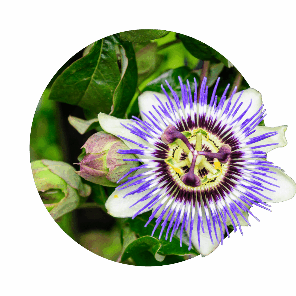 passiflora-passiflore- fleurs blanches avec des fines feuilles bleues- pistil de fleurs jaune et violet foncé