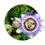 passiflora-fiore della passione- fiore bianco con filamenti blu sottili- pistilli gialli e viola scuro