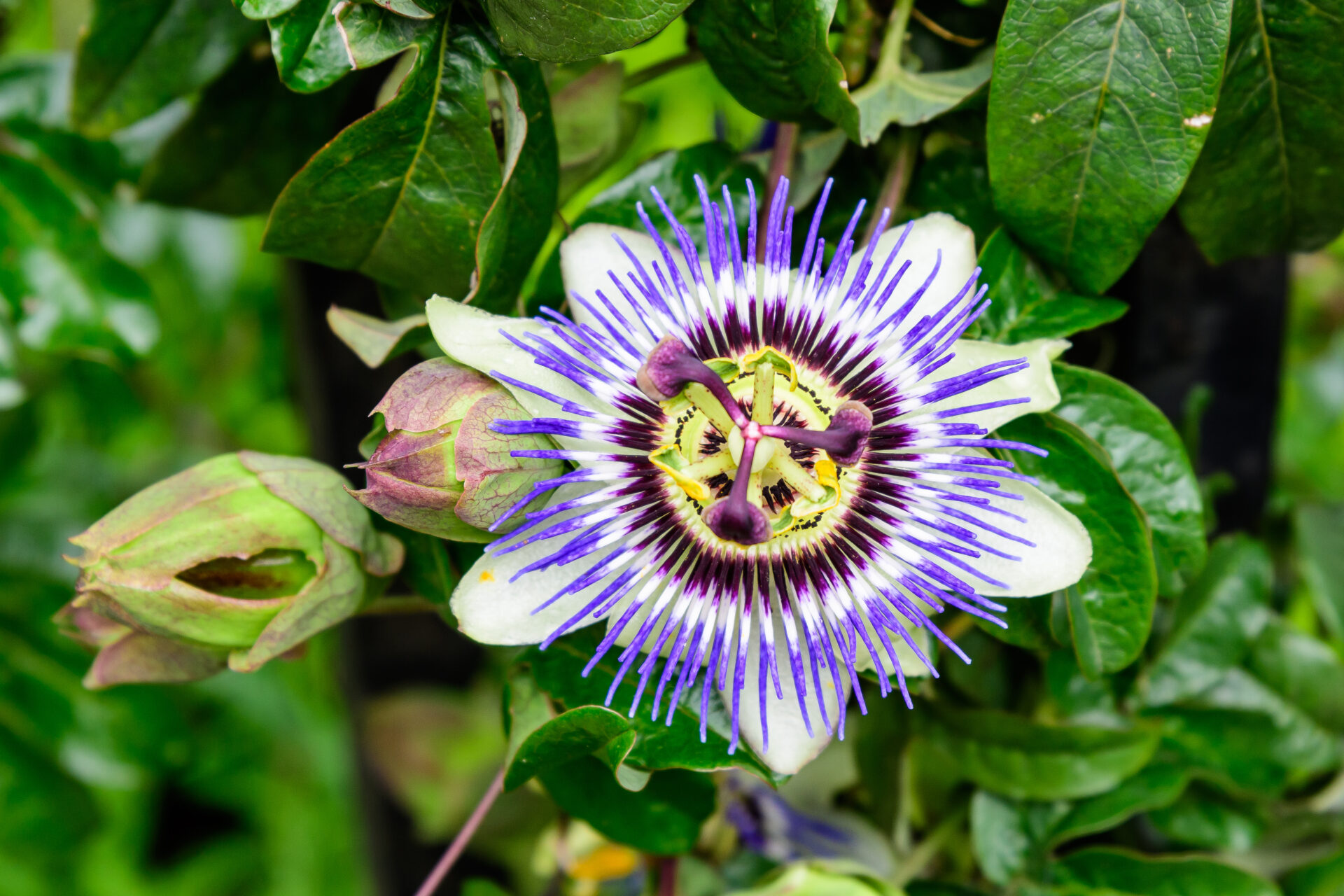 passiflora- fleur d'oassion- les pétales sont blancs avec des fils bleus- le pistil des fleurs est jaune avec du violet