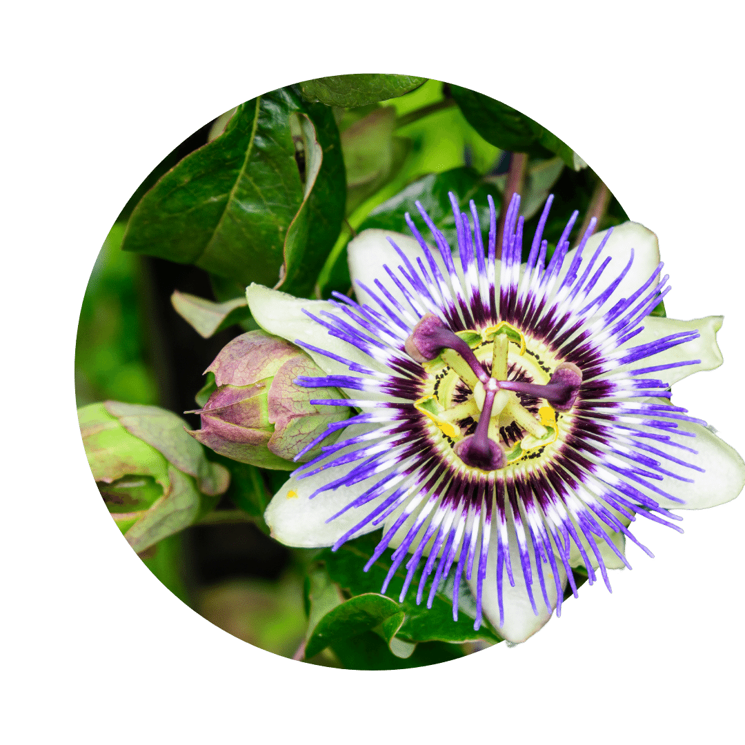 passiflora-passion flower- white blossom with blue fine blue filaments- blossom pistils yellow and dark purple