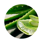 Aloe vera, green, long spiny leaves