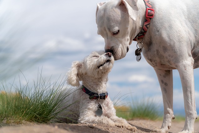 Two dogs of different sizes caress each other