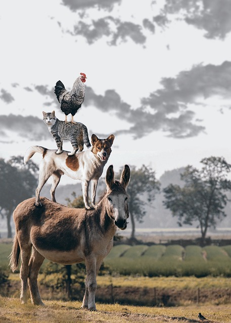 Naturaleza de fondo con árboles y prado, burro, perro, gato y gallo en primer plano. Como los Músicos Municipales de Bremen