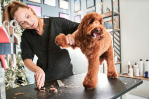 Grooming eines Hundes, Fellpflege, Waschen und Schneiden, Hund, Pflege