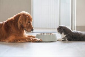 Hund und Katze starren auf einen leeren Napf