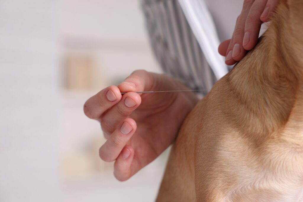 Cuello de perro y una aguja