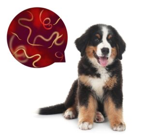 intestinal health dog, Bernese Mountain Dog with speech bubble, intestinal flora, intestine, dog