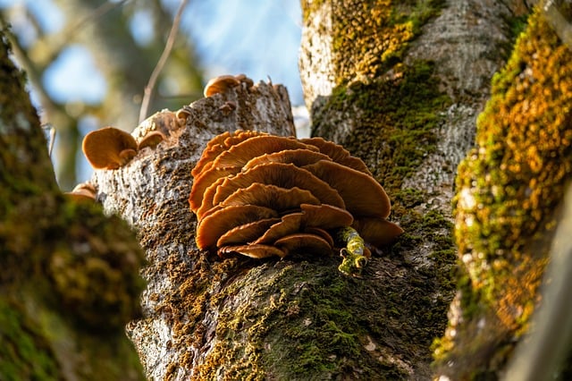 Mushroom on brown tree trunk, moss, green